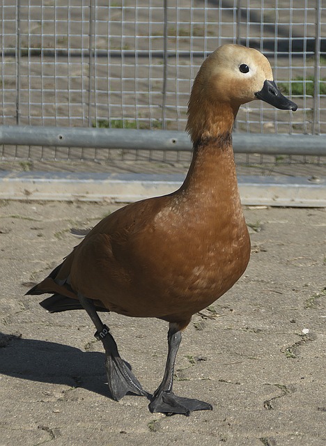 身尝试滑翔